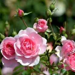 'Bonica 82' Rosa X 'Bonica 82' A-Kvalitet,- Barrods Roser Min. 3 Grene -Sirius Butik p271 51447 rosa x bonica 82 a3c1