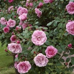 'Bonica 82' Rosa X 'Bonica 82' A-Kvalitet,- Barrods Roser Min. 3 Grene -Sirius Butik p271 51448 rosa x bonica 82 9df7