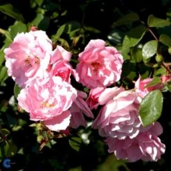 'Bonica 82' Rosa X 'Bonica 82' A-Kvalitet,- Barrods Roser Min. 3 Grene -Sirius Butik p271 51449 rosa x bonica 82 0009
