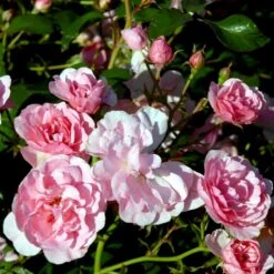 'Bonica 82' Rosa X 'Bonica 82' A-Kvalitet,- Barrods Roser Min. 3 Grene -Sirius Butik p271 51450 rosa x bonica 82 a630