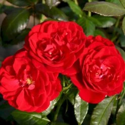 'Christian IV'® Rosa X 'Christian IV'® (Buketrose) A-Kvalitet,- Barrods Roser Min. 3 Grene -Sirius Butik p272 53556 rosa x christian iv buketrose a80f