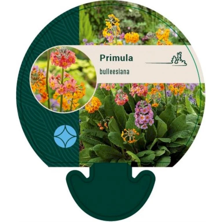 Etageprimula Primula Bulleesiana 9 Cm. Potte 1 Etageprimula Primula Bulleesiana 9 Cm. Potte