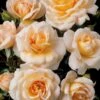 'Crystal™ Palace'® Rosa X 'Crystal™ Palace'® (Palacerose) A-Kvalitet,- Barrods Roser Min. 3 Grene