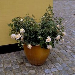 'Crystal™ Palace'® Rosa X 'Crystal™ Palace'® (Palacerose) A-Kvalitet,- Barrods Roser Min. 3 Grene -Sirius Butik p274 51886 rosa x crystal palace palacerose 91f1