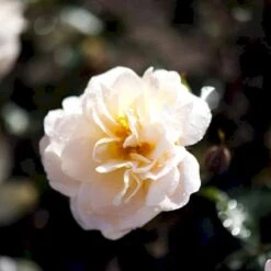 'Crystal™ Palace'® Rosa X 'Crystal™ Palace'® (Palacerose) A-Kvalitet,- Barrods Roser Min. 3 Grene -Sirius Butik p274 51888 rosa x crystal palace palacerose 00e7