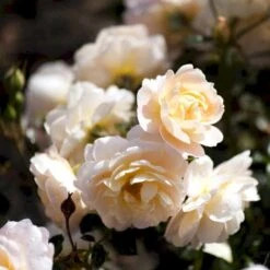 'Crystal™ Palace'® Rosa X 'Crystal™ Palace'® (Palacerose) A-Kvalitet,- Barrods Roser Min. 3 Grene -Sirius Butik p274 51889 rosa x crystal palace palacerose 0d24