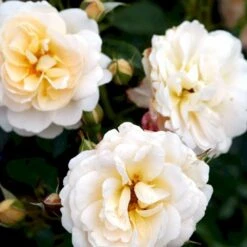 'Crystal™ Palace'® Rosa X 'Crystal™ Palace'® (Palacerose) A-Kvalitet,- Barrods Roser Min. 3 Grene -Sirius Butik p274 51890 rosa x crystal palace palacerose 5a12