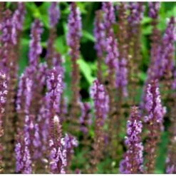 Staudesalvie 'Amethyst' Salvia Nemorosa 'Amethyst' 1 Liter Potte -Sirius Butik p27666 37872 salvia nemorosa amethyst 3c56