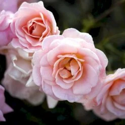 'Dronning Margrethe'™ Rosa X 'Dronning Margrethe'™ (Palacerose) A-Kvalitet,- Barrods Roser Min. 3 Grene -Sirius Butik p277 51892 rosa x dronning margrethe palacerose 4bff