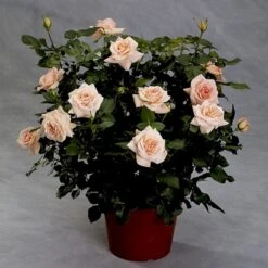 'Dronning Margrethe'™ Rosa X 'Dronning Margrethe'™ (Palacerose) A-Kvalitet,- Barrods Roser Min. 3 Grene -Sirius Butik p277 51893 rosa x dronning margrethe palacerose a24d