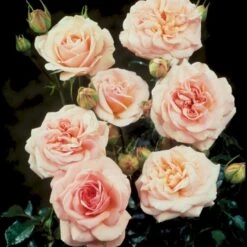 'Dronning Margrethe'™ Rosa X 'Dronning Margrethe'™ (Palacerose) A-Kvalitet,- Barrods Roser Min. 3 Grene -Sirius Butik p277 51894 rosa x dronning margrethe palacerose 53bd