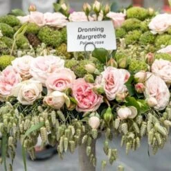 'Dronning Margrethe'™ Rosa X 'Dronning Margrethe'™ (Palacerose) A-Kvalitet,- Barrods Roser Min. 3 Grene -Sirius Butik p277 51895 rosa x dronning margrethe palacerose fe08