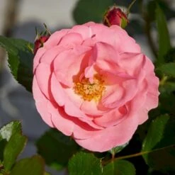 'Egeskov'™ Rosa X 'Egeskov'™ (Slotsrose) A-Kvalitet,- Barrods Roser Min. 3 Grene -Sirius Butik p278 51775 rosa x egeskov slotsrose 678f