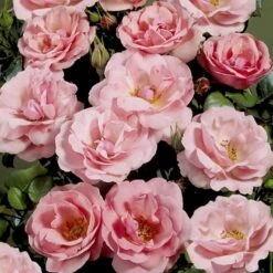 'Egeskov'™ Rosa X 'Egeskov'™ (Slotsrose) A-Kvalitet,- Barrods Roser Min. 3 Grene -Sirius Butik p278 51776 rosa x egeskov slotsrose a66d