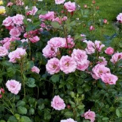 'Egeskov'™ Rosa X 'Egeskov'™ (Slotsrose) A-Kvalitet,- Barrods Roser Min. 3 Grene -Sirius Butik p278 51777 rosa x egeskov slotsrose 4c34