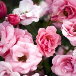 'Egeskov'™ Rosa X 'Egeskov'™ (Slotsrose) A-Kvalitet,- Barrods Roser Min. 3 Grene -Sirius Butik p278 51779 rosa x egeskov slotsrose b45b