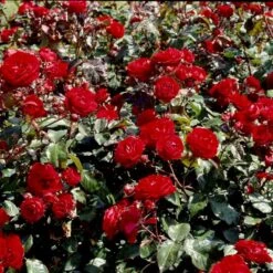 'Europeana' Rosa X 'Europeana' (Buketrose) A-Kvalitet,- Barrods Roser Min. 3 Grene -Sirius Butik p279 51470 rosa x europeana buketrose 8656