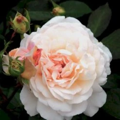 'Gruss An Aachen' Rosa X 'Gruss An Aachen' (Storblomstrende) A-Kvalitet,- Barrods Roser Min. 3 Grene