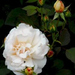 'Gruss An Aachen' Rosa X 'Gruss An Aachen' (Storblomstrende) A-Kvalitet,- Barrods Roser Min. 3 Grene -Sirius Butik p2807 51290 rosa x gruss an aachen storblomstrende f3d7