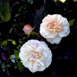 'Gruss An Aachen' Rosa X 'Gruss An Aachen' (Storblomstrende) A-Kvalitet,- Barrods Roser Min. 3 Grene -Sirius Butik p2807 51291 rosa x gruss an aachen storblomstrende ae26