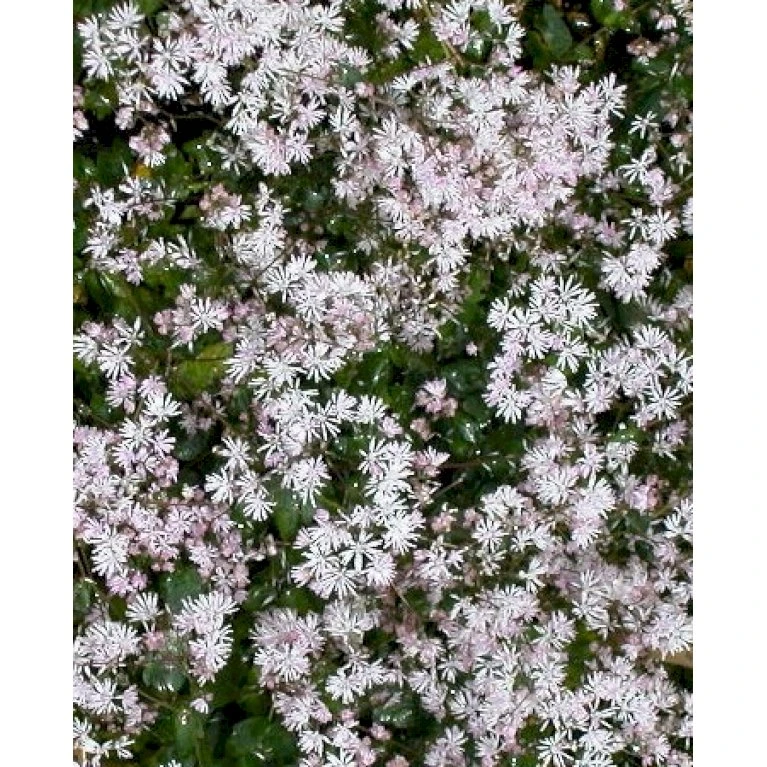 Dværg Frøstjerne Thalictrum Kiusianum 1 Liter Potte 1 Dværg Frøstjerne Thalictrum Kiusianum 1 Liter Potte