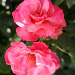 'Rosenresli'® Rosa X 'Rosenresli'® (Slyngrose) A-Kvalitet,- Barrods Roser Min. 3 Grene -Sirius Butik p2808 53641 rosa x rosenresli slyngrose 65df