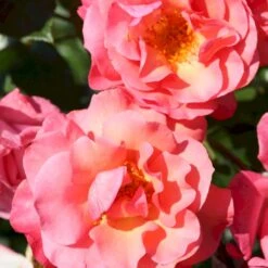 'Rosenresli'® Rosa X 'Rosenresli'® (Slyngrose) A-Kvalitet,- Barrods Roser Min. 3 Grene -Sirius Butik p2808 53642 rosa x rosenresli slyngrose 7683