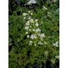 Stor Violfrøstjerne Thalictrum Splendide 'White' 1 Liter Potte