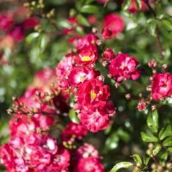 'Fairy Dance' Rosa X 'Fairy Dance' (Bunddækkerose) A-Kvalitet,- Barrods Roser Min. 3 Grene