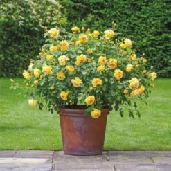 'Golden Celebration' Rosa X 'Golden Celebration' (Engelsk Rose) A-Kvalitet,- Barrods Roser Min. 3 Grene -Sirius Butik p2810 53009 rosa x golden celebration engelsk rose 1da1