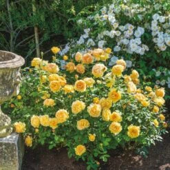 'Golden Celebration' Rosa X 'Golden Celebration' (Engelsk Rose) A-Kvalitet,- Barrods Roser Min. 3 Grene -Sirius Butik p2810 53010 rosa x golden celebration engelsk rose bc0f