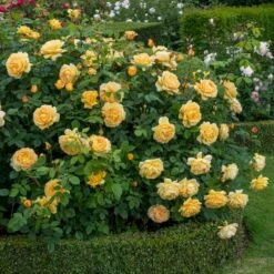 'Golden Celebration' Rosa X 'Golden Celebration' (Engelsk Rose) A-Kvalitet,- Barrods Roser Min. 3 Grene -Sirius Butik p2810 53011 rosa x golden celebration engelsk rose 5bf5