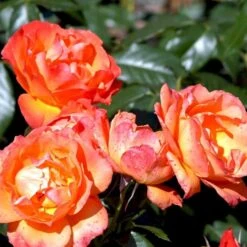 'Fellowship' Rosa X 'Fellowship' (Buketrose) A-Kvalitet,- Barrods Roser Min. 3 Grene -Sirius Butik p281 51476 rosa x fellowship buketrose 50b5