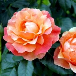 'Fellowship' Rosa X 'Fellowship' (Buketrose) A-Kvalitet,- Barrods Roser Min. 3 Grene -Sirius Butik p281 51477 rosa x fellowship buketrose 1fde