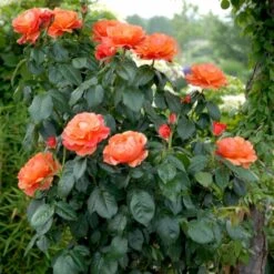 'Fellowship' Rosa X 'Fellowship' (Buketrose) A-Kvalitet,- Barrods Roser Min. 3 Grene -Sirius Butik p281 51478 rosa x fellowship buketrose 8253