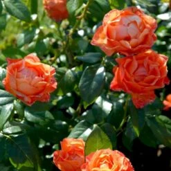 'Fellowship' Rosa X 'Fellowship' (Buketrose) A-Kvalitet,- Barrods Roser Min. 3 Grene -Sirius Butik p281 51479 rosa x fellowship buketrose c663