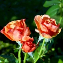 'Fellowship' Rosa X 'Fellowship' (Buketrose) A-Kvalitet,- Barrods Roser Min. 3 Grene -Sirius Butik p281 51480 rosa x fellowship buketrose 3599