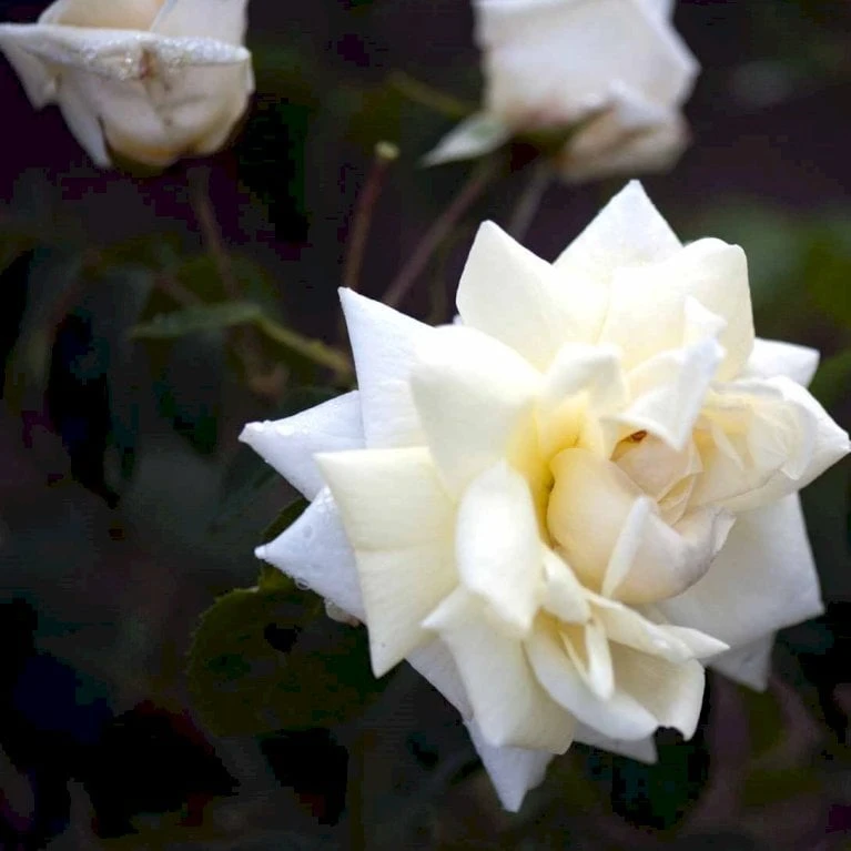 'Ilse Krohn Superior'® Rosa Kordesii 'Ilse Krohn Superior'® (Slyngrose) A-Kvalitet,- Barrods Roser Min. 3 Grene 1 'Ilse Krohn Superior'® Rosa Kordesii 'Ilse Krohn Superior'® (Slyngrose) A-Kvalitet,- Barrods Roser Min. 3 Grene