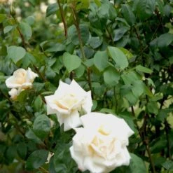 'Ilse Krohn Superior'® Rosa Kordesii 'Ilse Krohn Superior'® (Slyngrose) A-Kvalitet,- Barrods Roser Min. 3 Grene 11 'Ilse Krohn Superior'® Rosa Kordesii 'Ilse Krohn Superior'® (Slyngrose) A-Kvalitet,- Barrods Roser Min. 3 Grene -Sirius Butik p2823 52434 rosa kordesii ilse krohn superior slyngrose 3e31