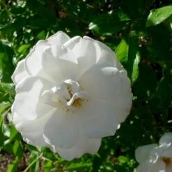 'Ilse Krohn Superior'® Rosa Kordesii 'Ilse Krohn Superior'® (Slyngrose) A-Kvalitet,- Barrods Roser Min. 3 Grene 12 'Ilse Krohn Superior'® Rosa Kordesii 'Ilse Krohn Superior'® (Slyngrose) A-Kvalitet,- Barrods Roser Min. 3 Grene -Sirius Butik p2823 52435 rosa kordesii ilse krohn superior slyngrose b1b9