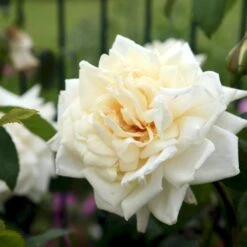 'Ilse Krohn Superior'® Rosa Kordesii 'Ilse Krohn Superior'® (Slyngrose) A-Kvalitet,- Barrods Roser Min. 3 Grene 13 'Ilse Krohn Superior'® Rosa Kordesii 'Ilse Krohn Superior'® (Slyngrose) A-Kvalitet,- Barrods Roser Min. 3 Grene -Sirius Butik p2823 53586 rosa kordesii ilse krohn superior slyngrose 79e2