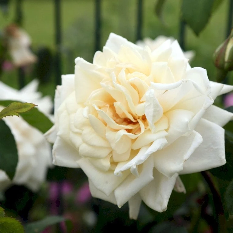 'Ilse Krohn Superior'® Rosa Kordesii 'Ilse Krohn Superior'® (Slyngrose) A-Kvalitet,- Barrods Roser Min. 3 Grene 5 'Ilse Krohn Superior'® Rosa Kordesii 'Ilse Krohn Superior'® (Slyngrose) A-Kvalitet,- Barrods Roser Min. 3 Grene - Billede 5