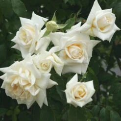 'Ilse Krohn Superior'® Rosa Kordesii 'Ilse Krohn Superior'® (Slyngrose) A-Kvalitet,- Barrods Roser Min. 3 Grene 14 'Ilse Krohn Superior'® Rosa Kordesii 'Ilse Krohn Superior'® (Slyngrose) A-Kvalitet,- Barrods Roser Min. 3 Grene -Sirius Butik p2823 53587 rosa kordesii ilse krohn superior slyngrose b5eb