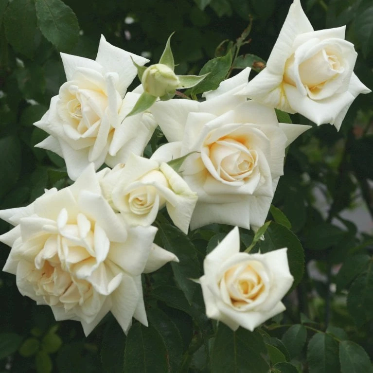 'Ilse Krohn Superior'® Rosa Kordesii 'Ilse Krohn Superior'® (Slyngrose) A-Kvalitet,- Barrods Roser Min. 3 Grene 6 'Ilse Krohn Superior'® Rosa Kordesii 'Ilse Krohn Superior'® (Slyngrose) A-Kvalitet,- Barrods Roser Min. 3 Grene - Billede 6