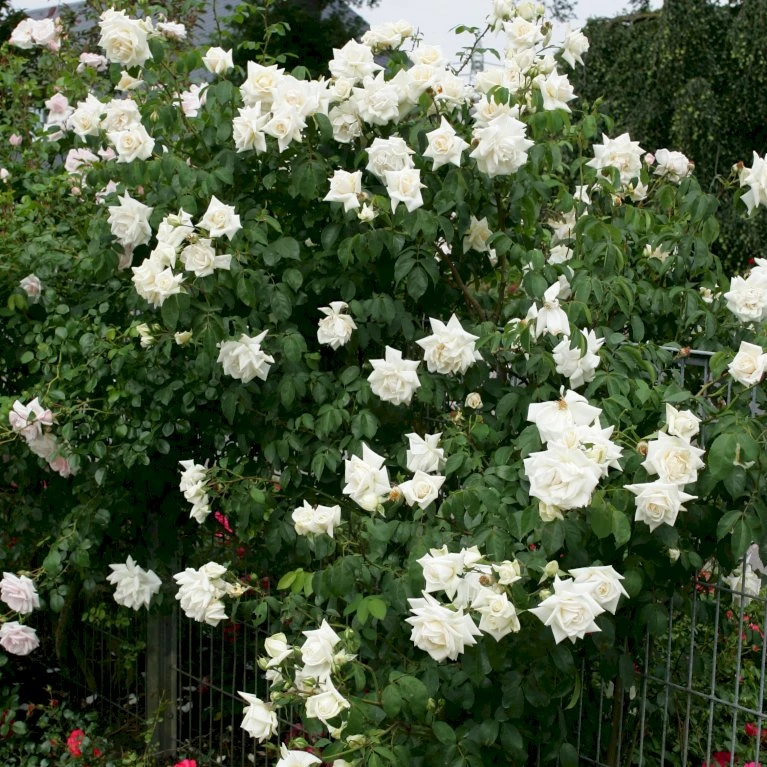 'Ilse Krohn Superior'® Rosa Kordesii 'Ilse Krohn Superior'® (Slyngrose) A-Kvalitet,- Barrods Roser Min. 3 Grene 7 'Ilse Krohn Superior'® Rosa Kordesii 'Ilse Krohn Superior'® (Slyngrose) A-Kvalitet,- Barrods Roser Min. 3 Grene - Billede 7