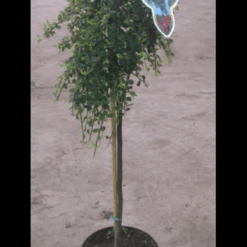 Opstammet Dværgmispel Cotoneaster Micr. 'streib'S Findling' Opstammet 60 Cm. Med Potte -Sirius Butik p2829 2195 cotoneaster micr streib s findling 5413