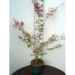 Japansk Løn Acer Palmatum 'Shirazz' Potte 10 Liter,- 60-80 Cm.