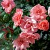 'Fredensborg'™ Rosa X 'Fredensborg'™ (Slotsrose) A-Kvalitet,- Barrods Roser Min. 3 Grene
