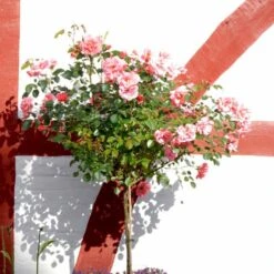 'Fredensborg'™ Rosa X 'Fredensborg'™ (Slotsrose) A-Kvalitet,- Barrods Roser Min. 3 Grene -Sirius Butik p283 51786 rosa x fredensborg slotsrose 1b05