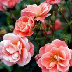 'Fredensborg'™ Rosa X 'Fredensborg'™ (Slotsrose) A-Kvalitet,- Barrods Roser Min. 3 Grene -Sirius Butik p283 51787 rosa x fredensborg slotsrose bd0e